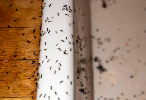 Best Residential Pest Control  in West Sand Lake, NY